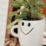 Decorate Early for a Season or Holiday